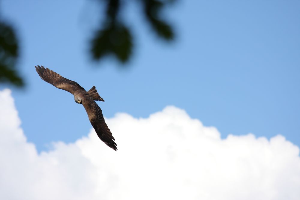 Wildpark Edersee II