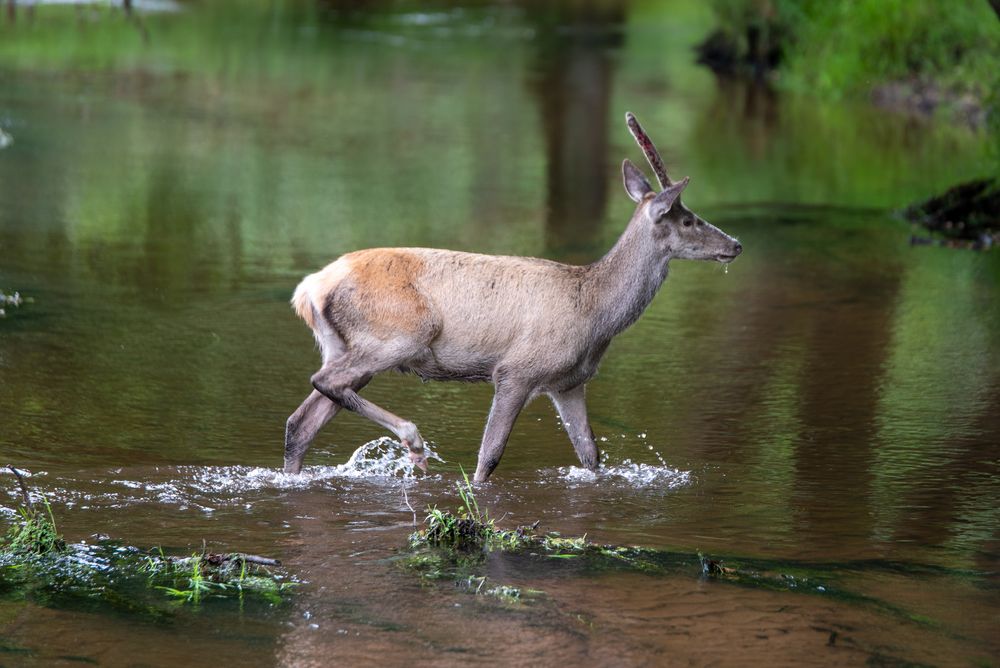 Wildpark Eeckholt