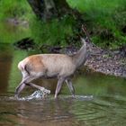 Wildpark Eeckholt