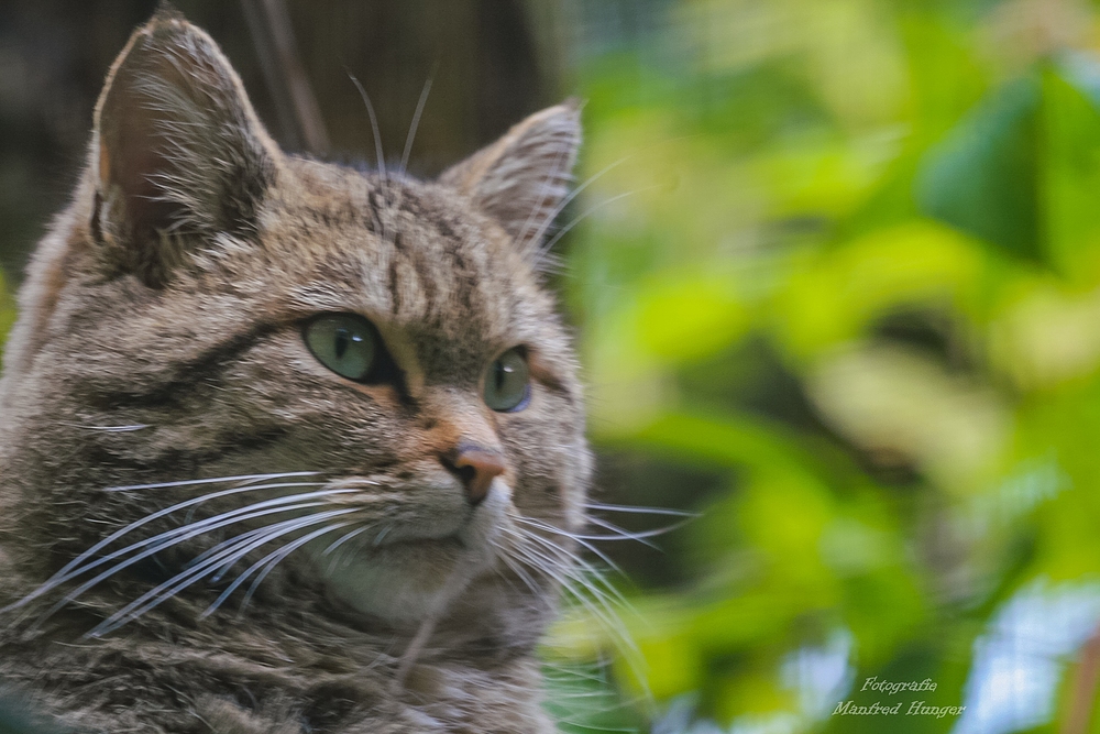 Wildpark Eekholdt / 131023 / Wildkatze / 01