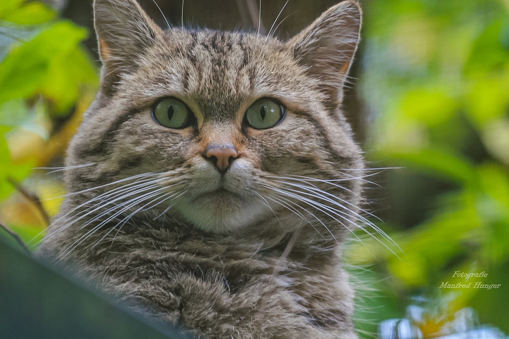 Wildpark Eekholdt / 131023 / Wildkatze / 02