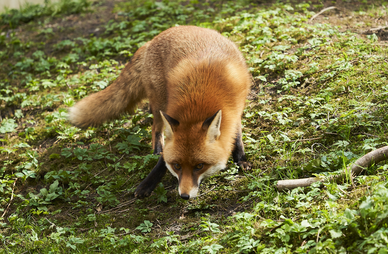 Wildpark Eekholt