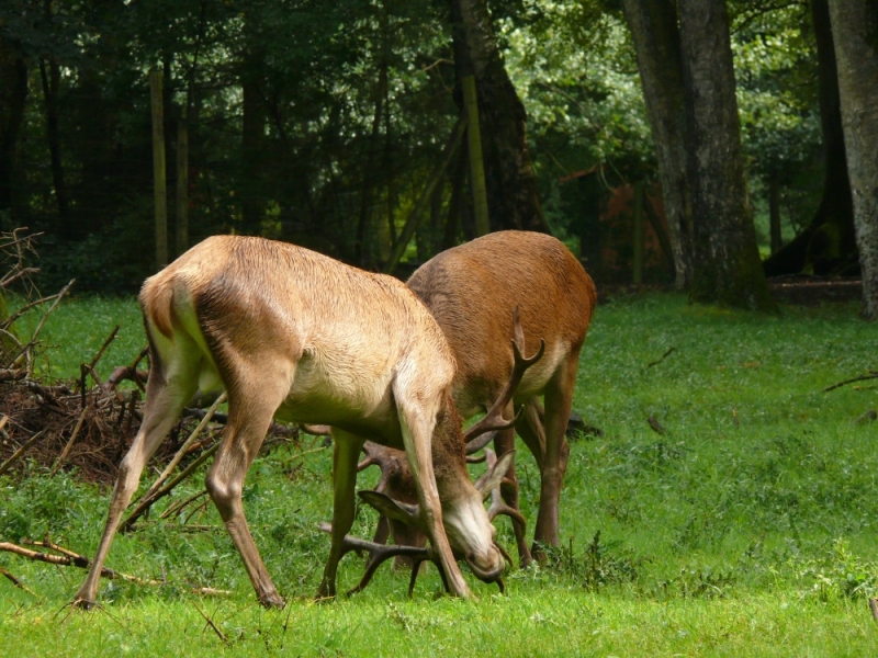 wildpark-eekholt