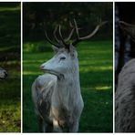 Wildpark Eekholt