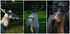 Wildpark Eekholt