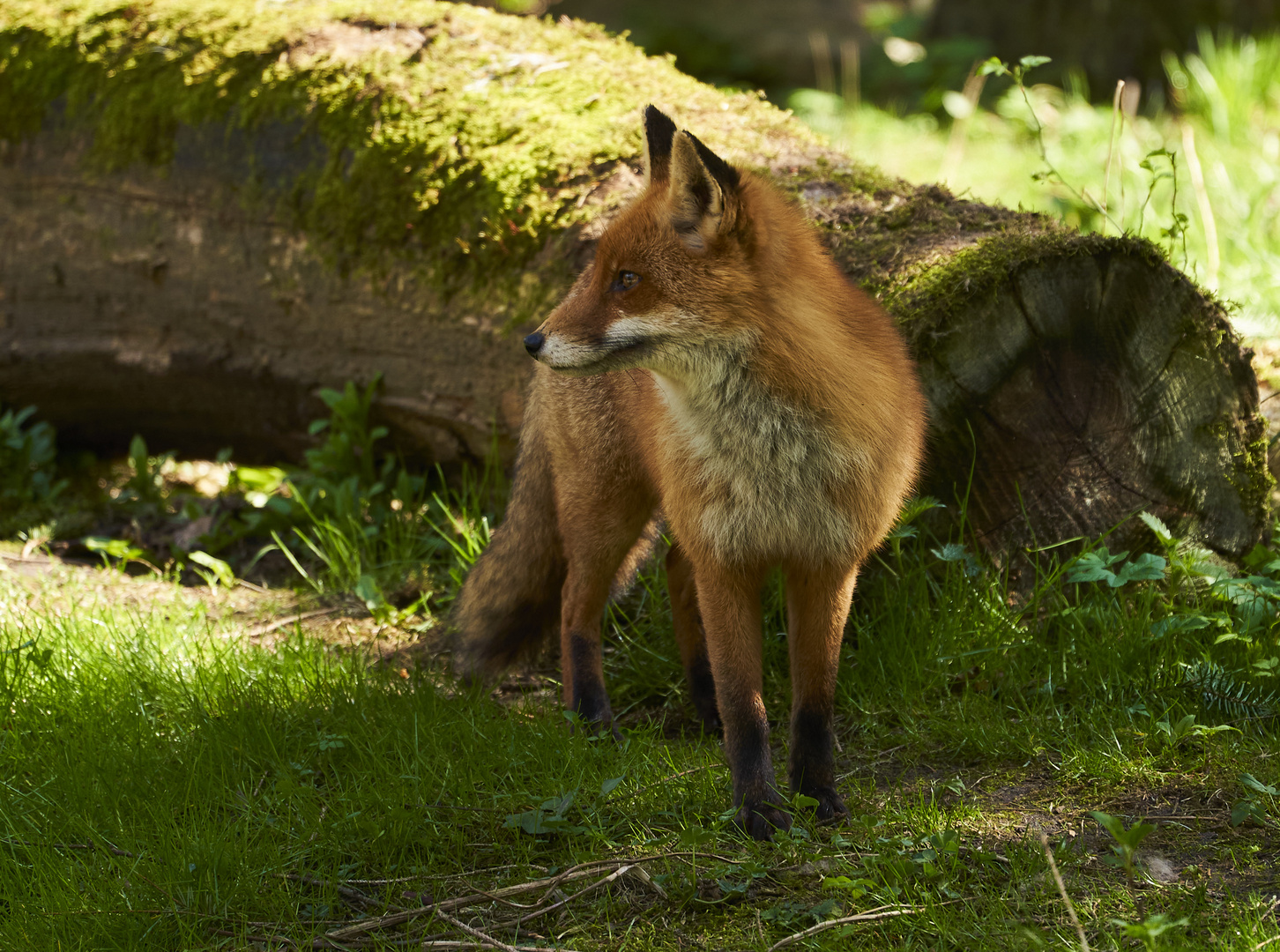 Wildpark Eekholt Foto & Bild | tiere, zoo, wildpark & falknerei, natur Bilder auf fotocommunity