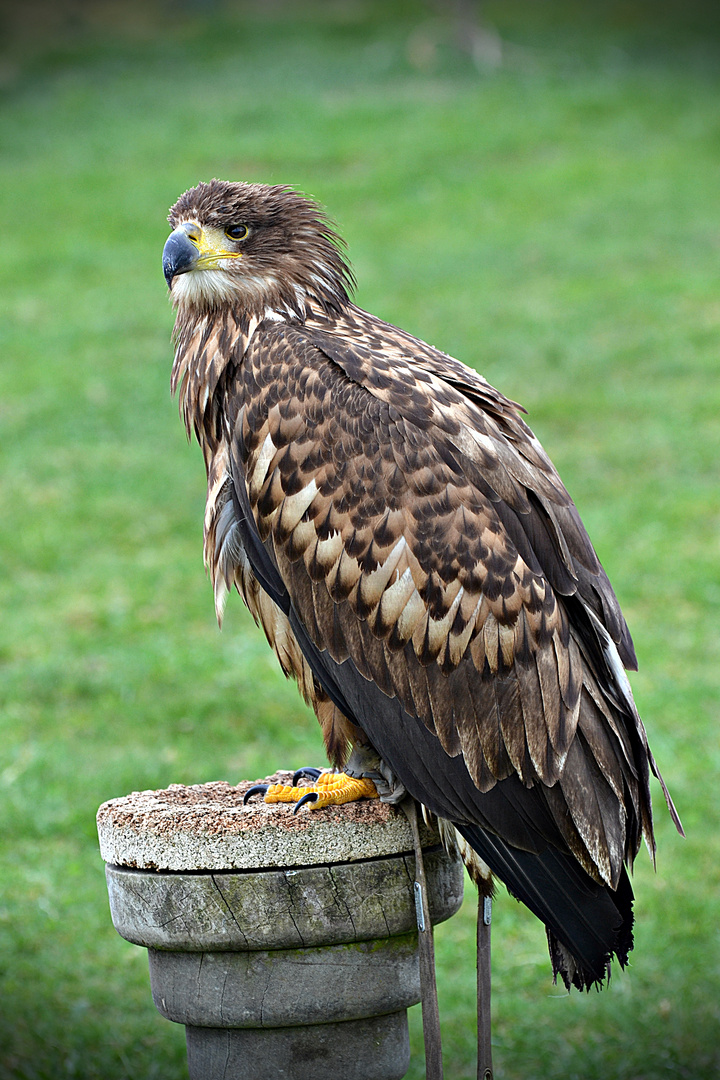 Wildpark / Falknerei Potzberg