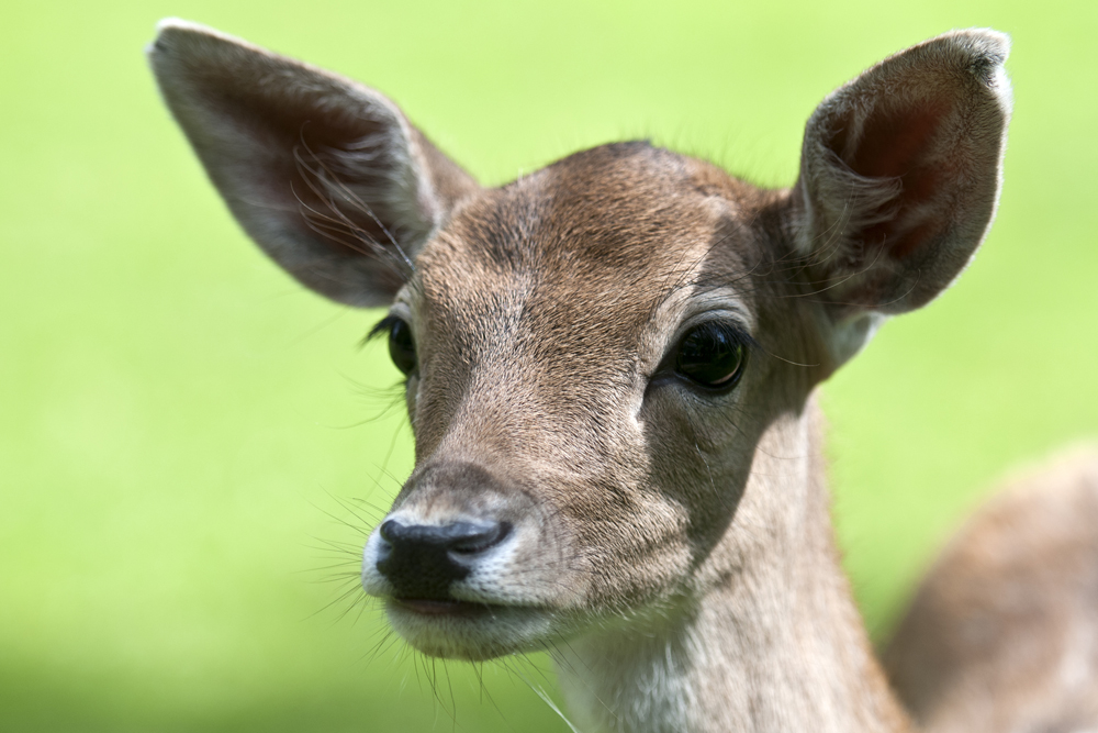 wildpark-ferleiten