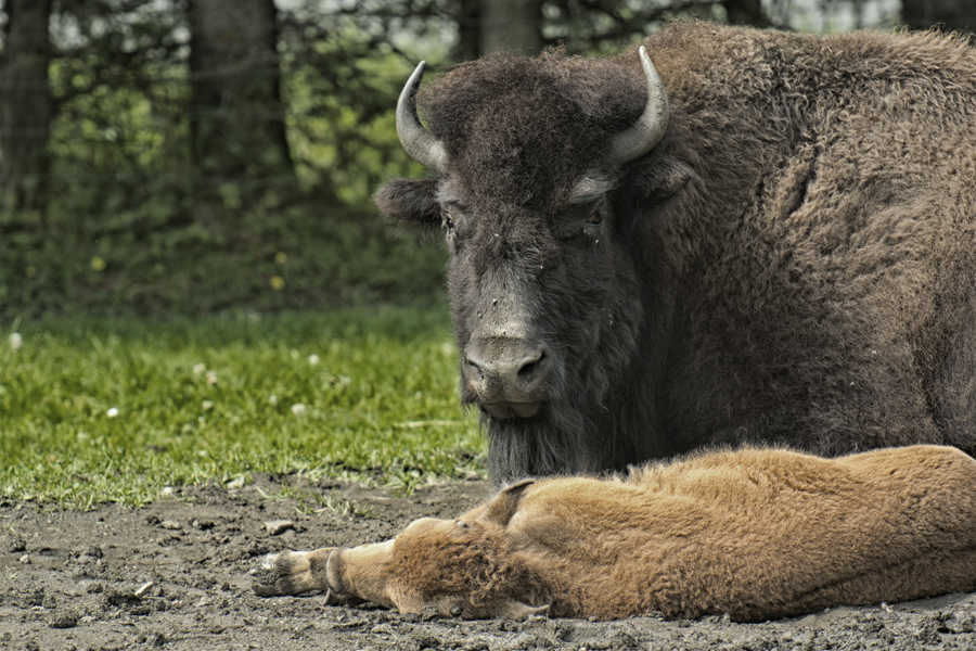 wildpark-ferleiten