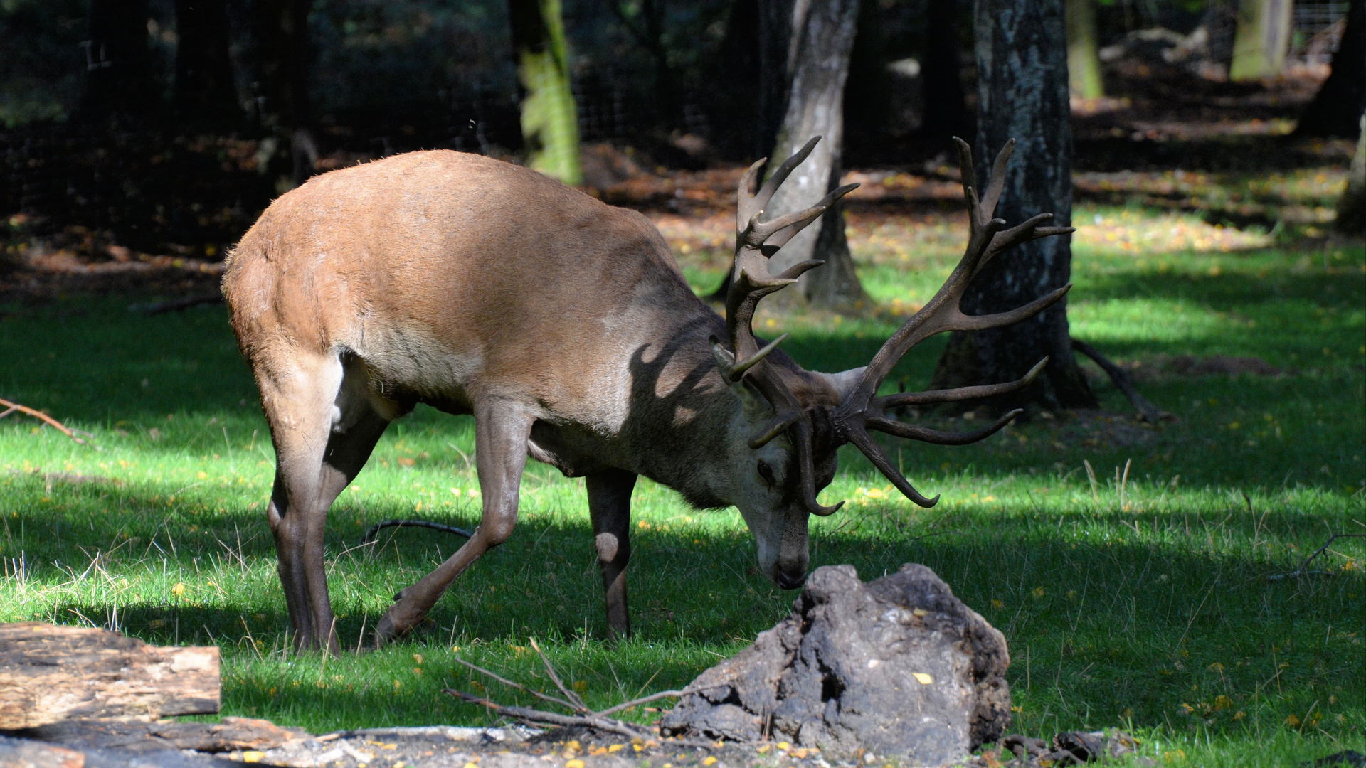 Wildpark Frankenhof