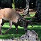 Wildpark Frankenhof