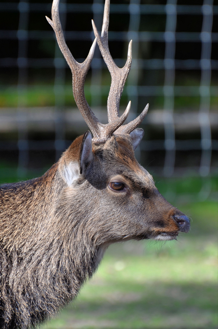 Wildpark Frankenhof