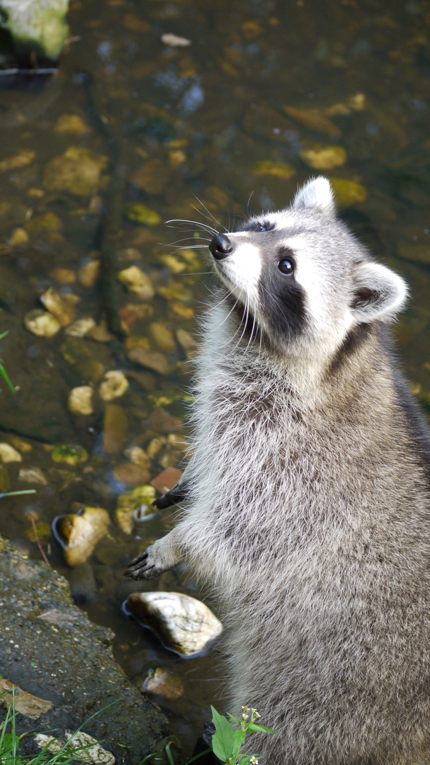 Wildpark Frankenhof