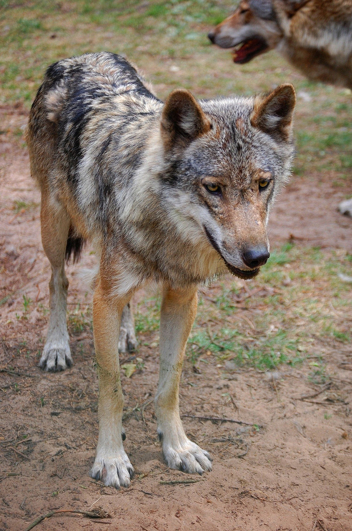 Wildpark Frankenhof