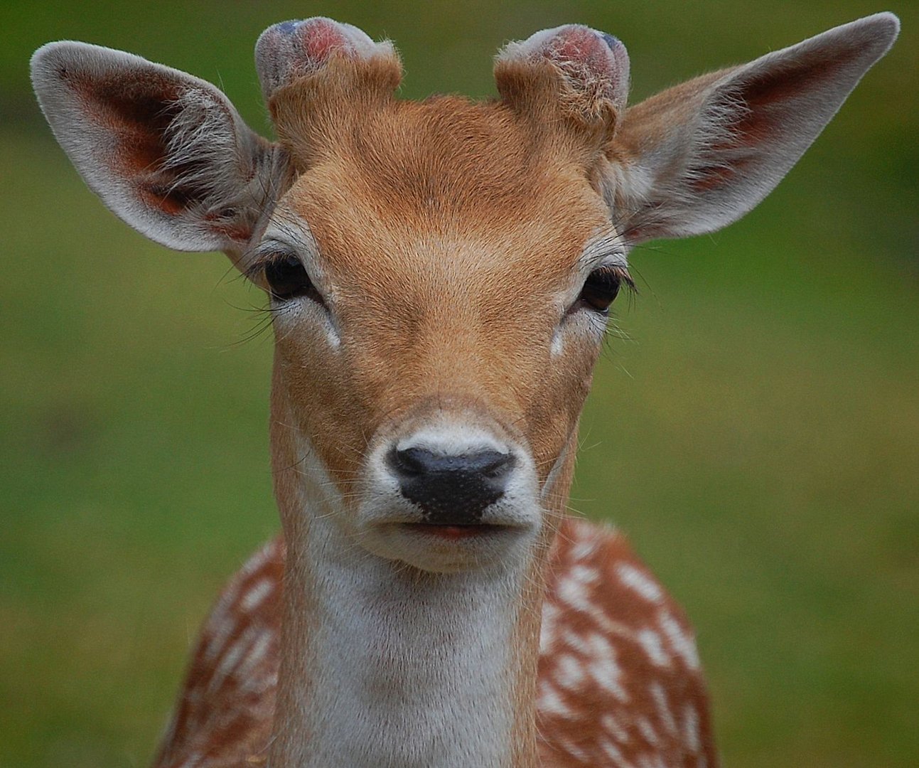 Wildpark Frankenhof