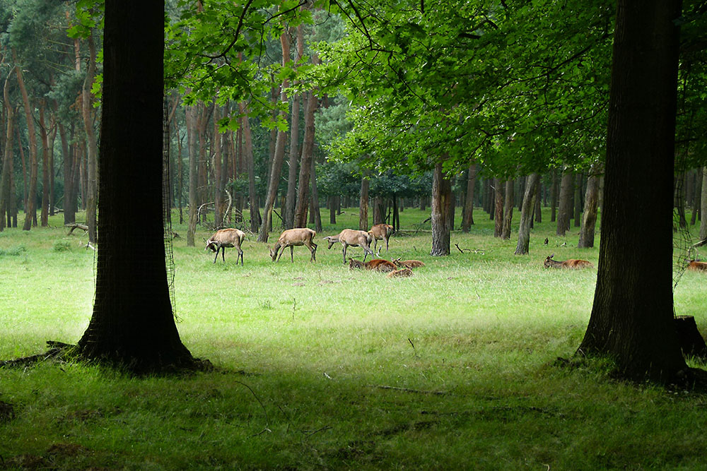 Wildpark Gangelt