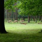 Wildpark Gangelt