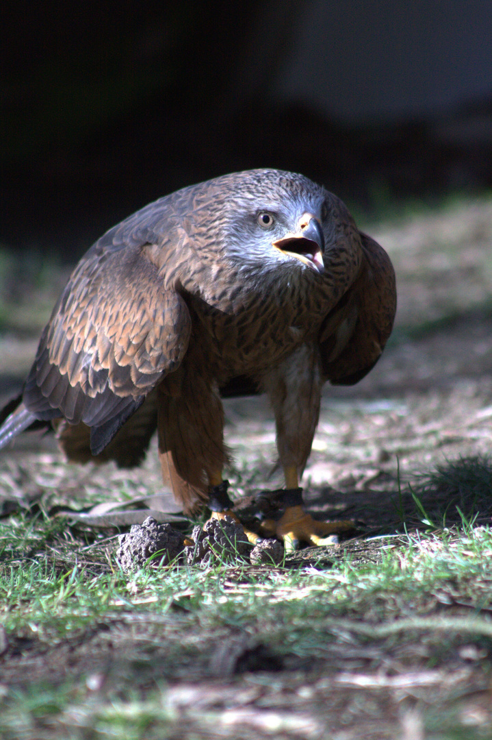 Wildpark Gangelt