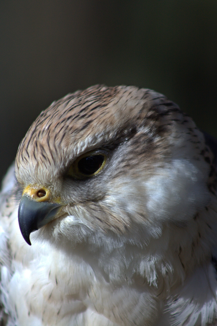 Wildpark Gangelt