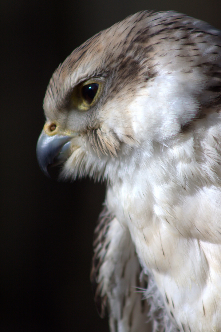 Wildpark Gangelt