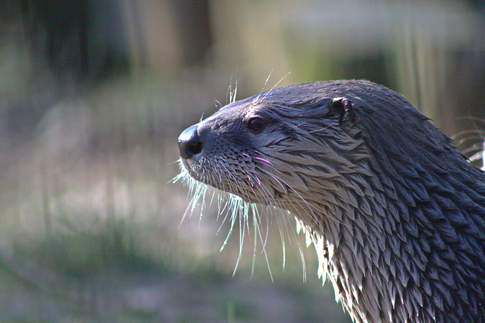 Wildpark Gangelt