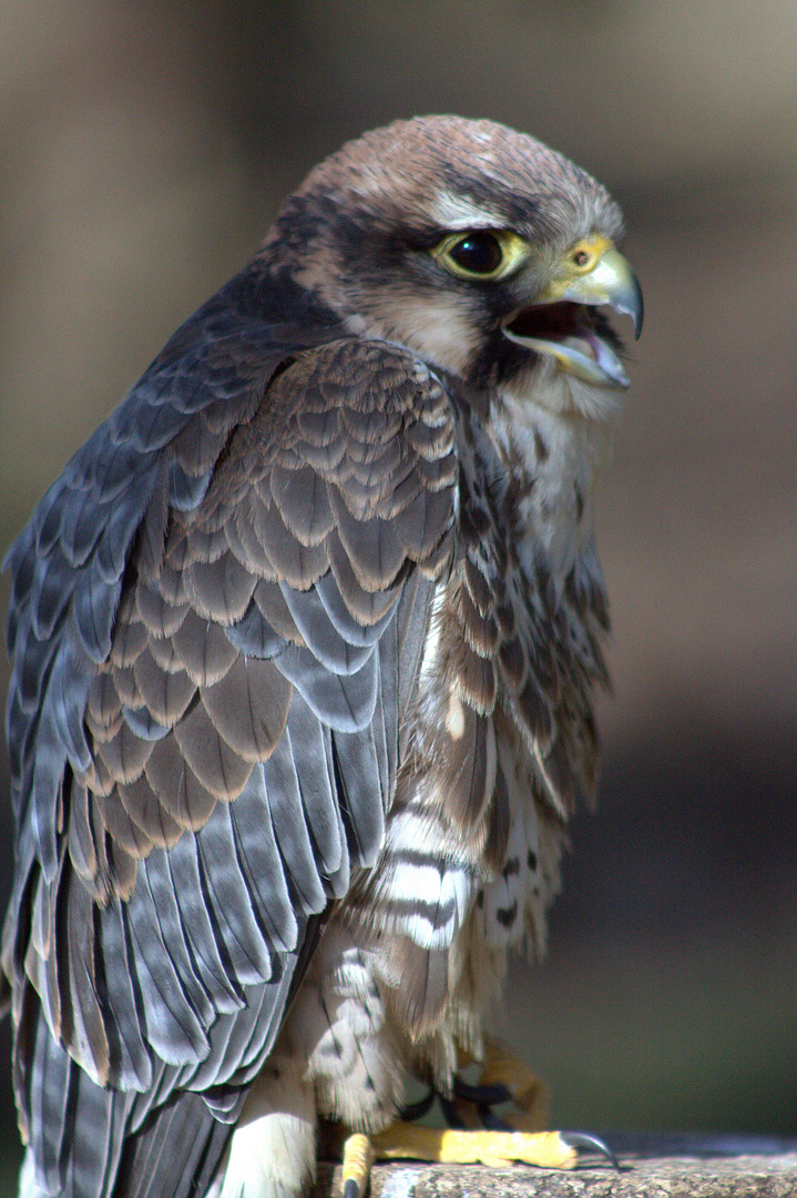 Wildpark Gangelt