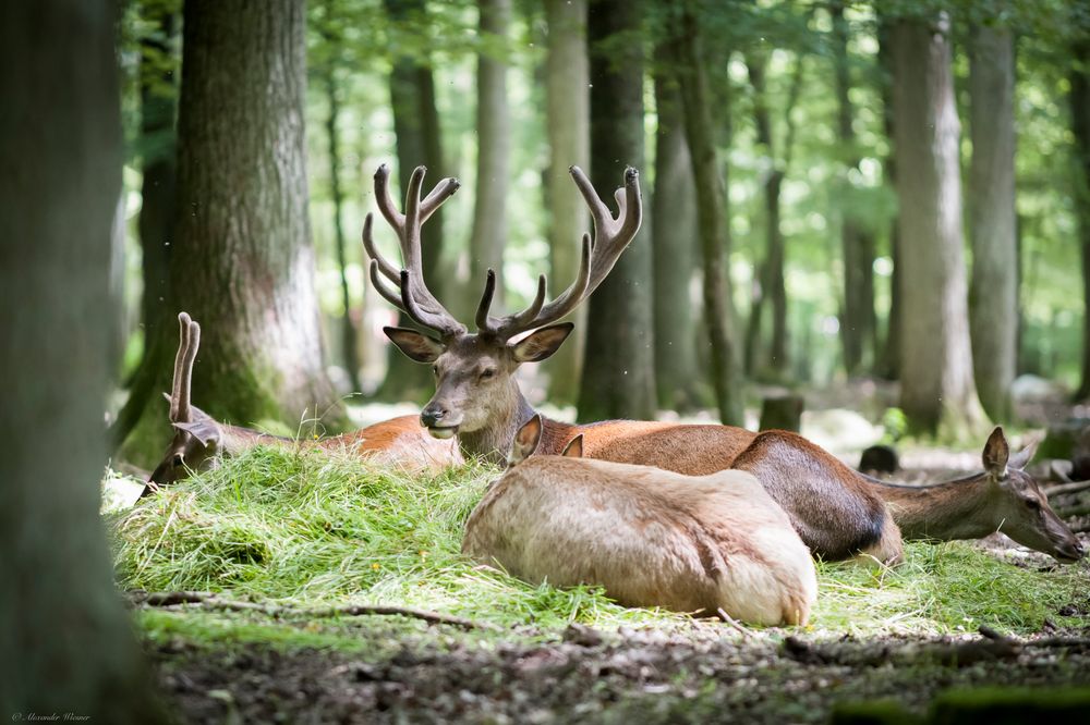 Wildpark Germerode