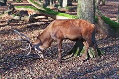 Wildpark Gonsenheim