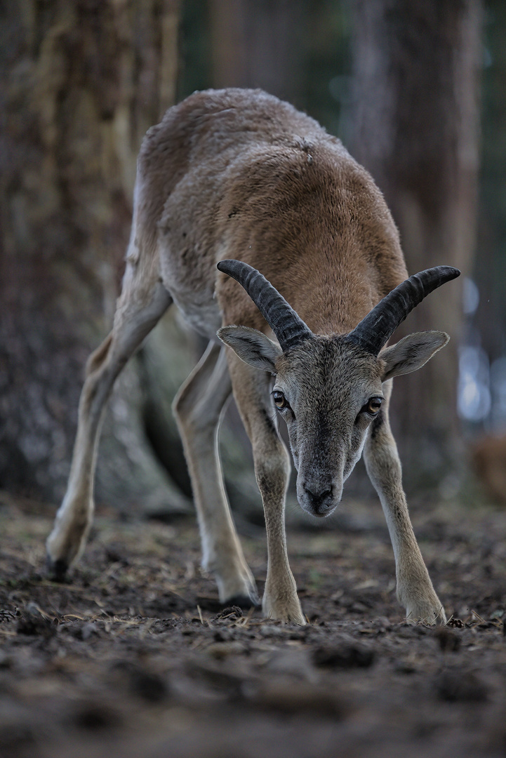 Wildpark Granat