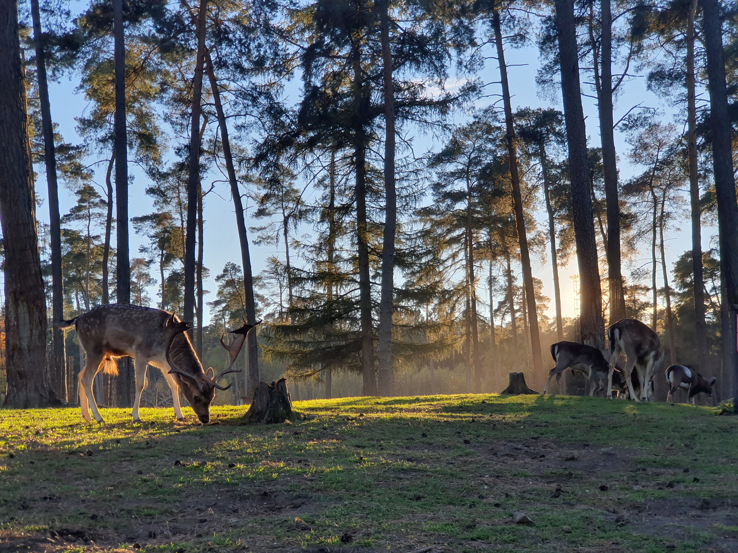 Wildpark Granat bei Sonnenuntergang