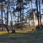 Wildpark Granat bei Sonnenuntergang