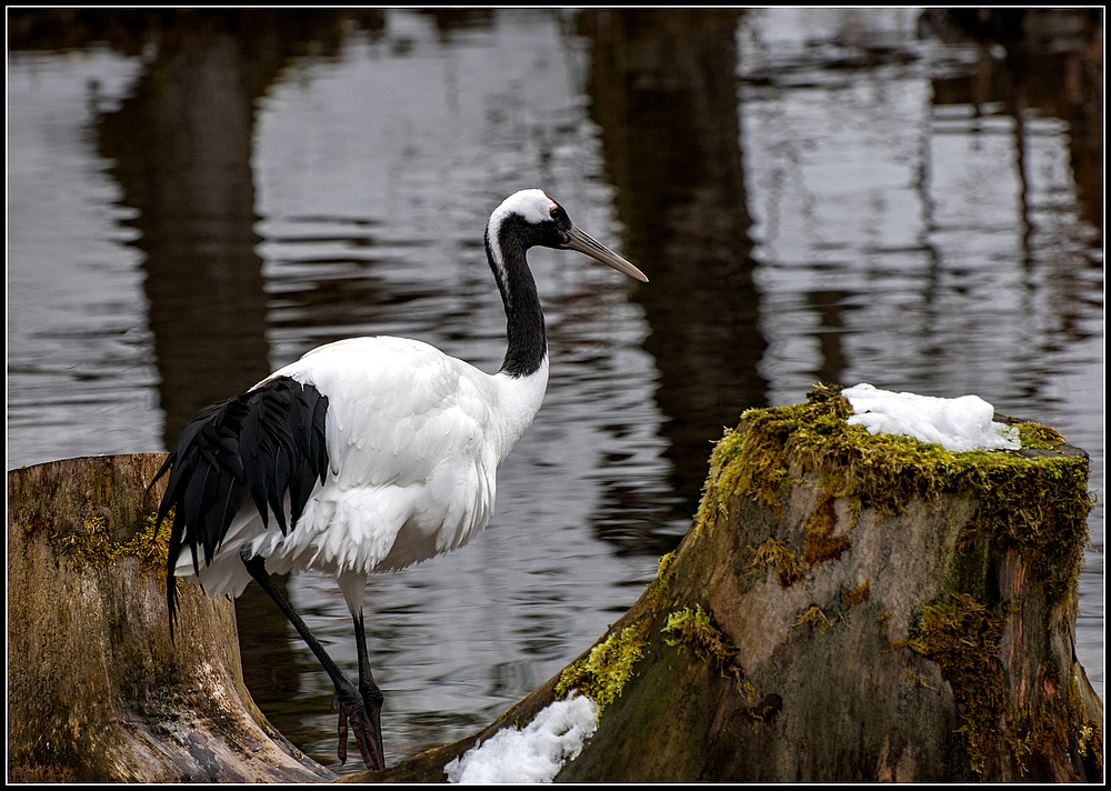 Wildpark Grünau...