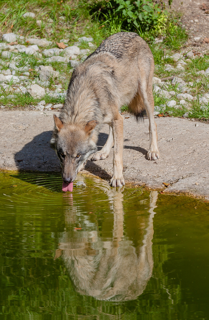 Wildpark Grünau in Oberösterreich