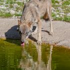 Wildpark Grünau in Oberösterreich