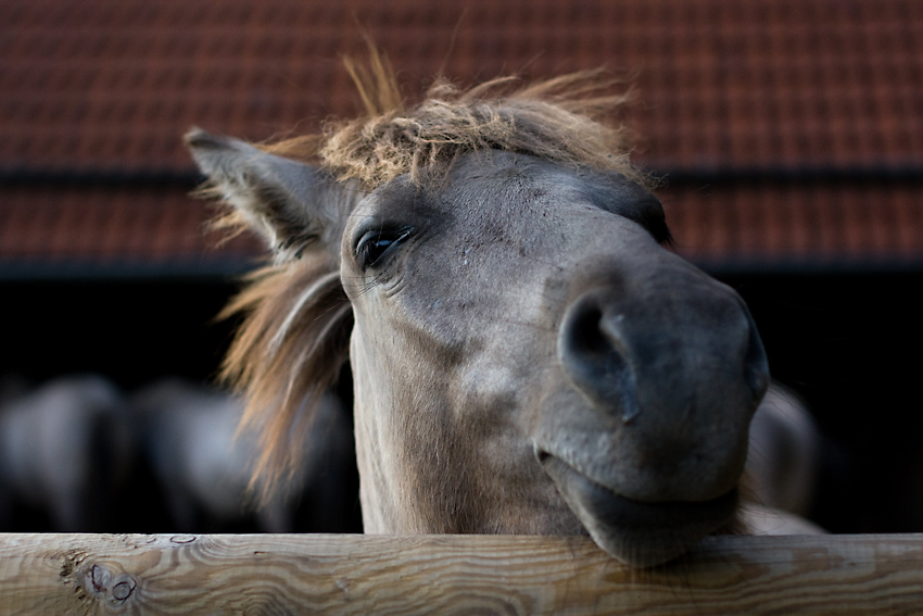 Wildpark Hardehausen III