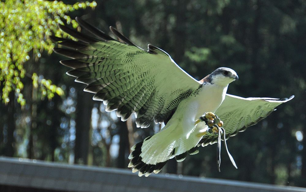 Wildpark Hellenthal