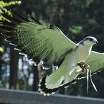 Wildpark Hellenthal