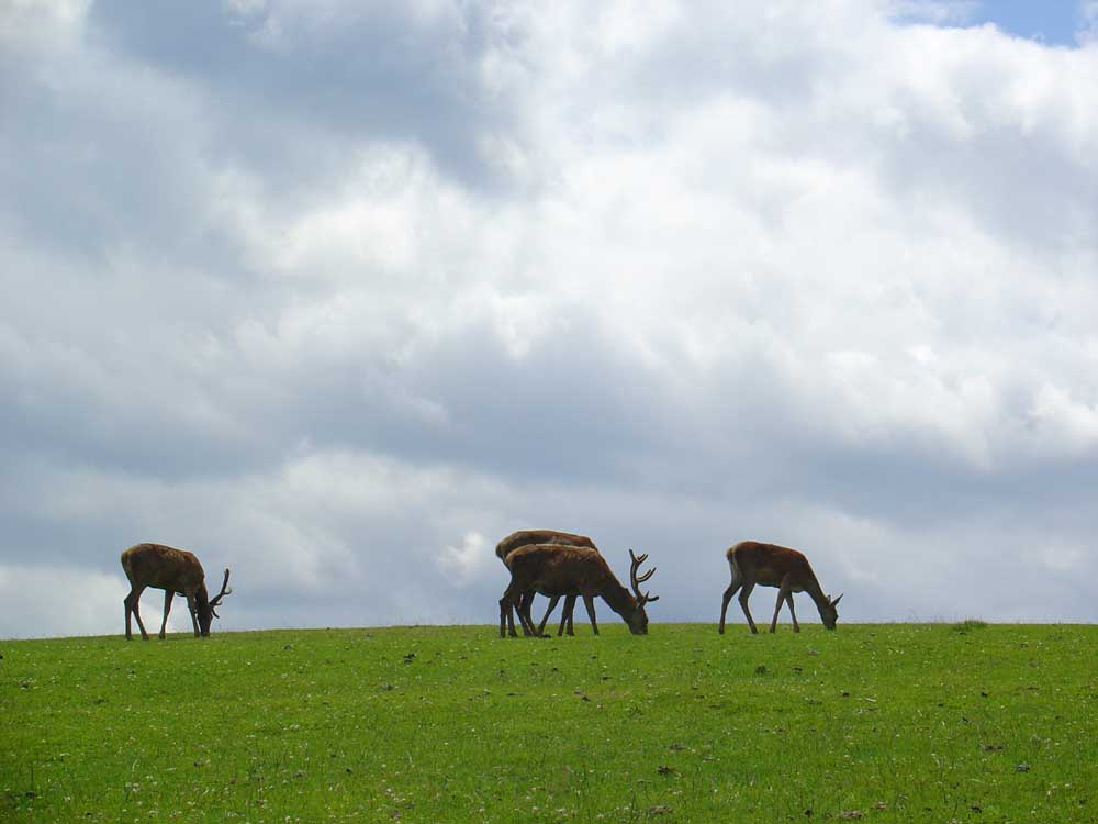 Wildpark Hochkreut - Salzkammergut