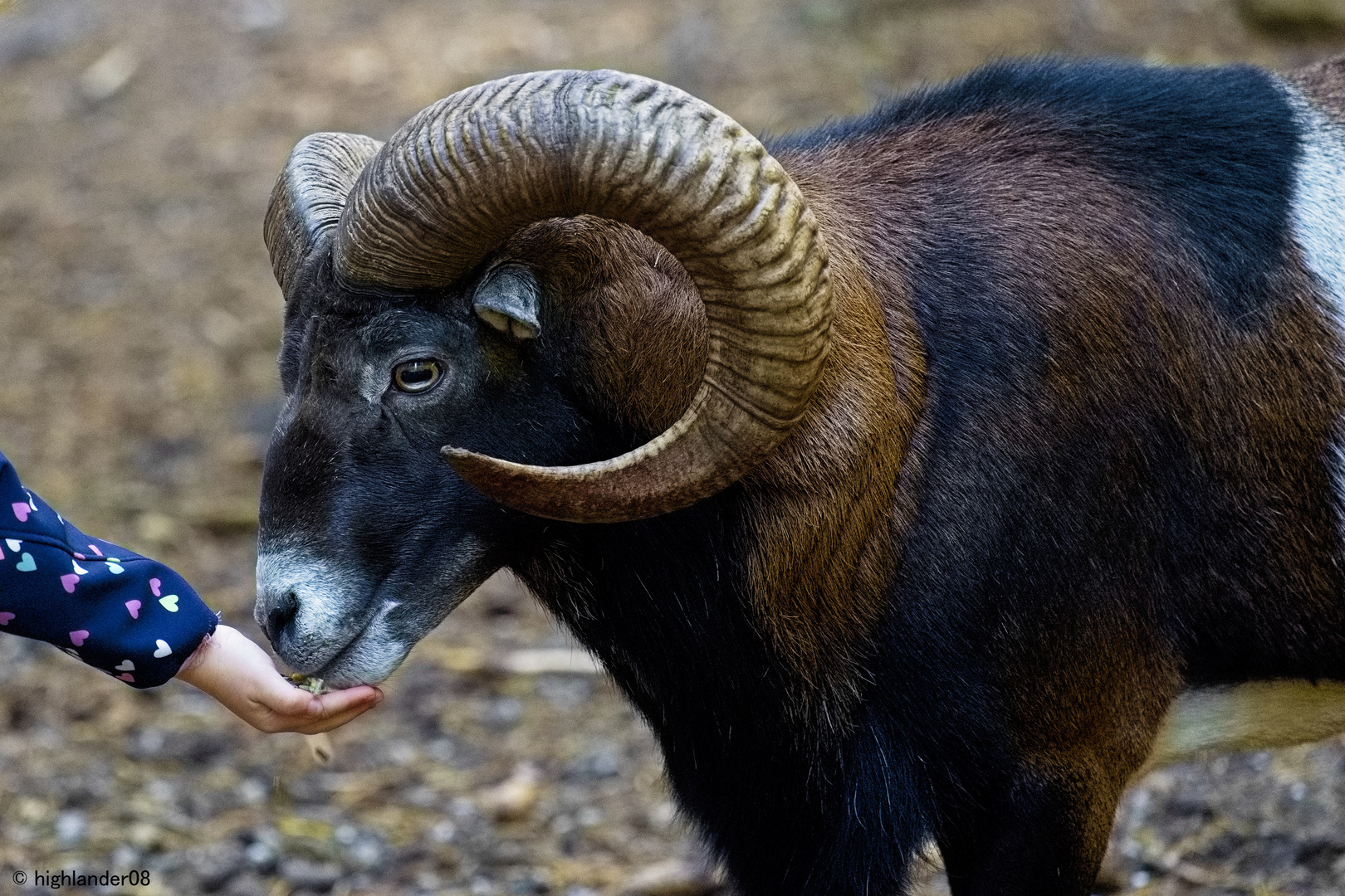 Wildpark Hufeisen