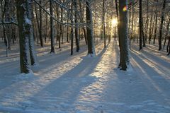 Wildpark im Januar 2009