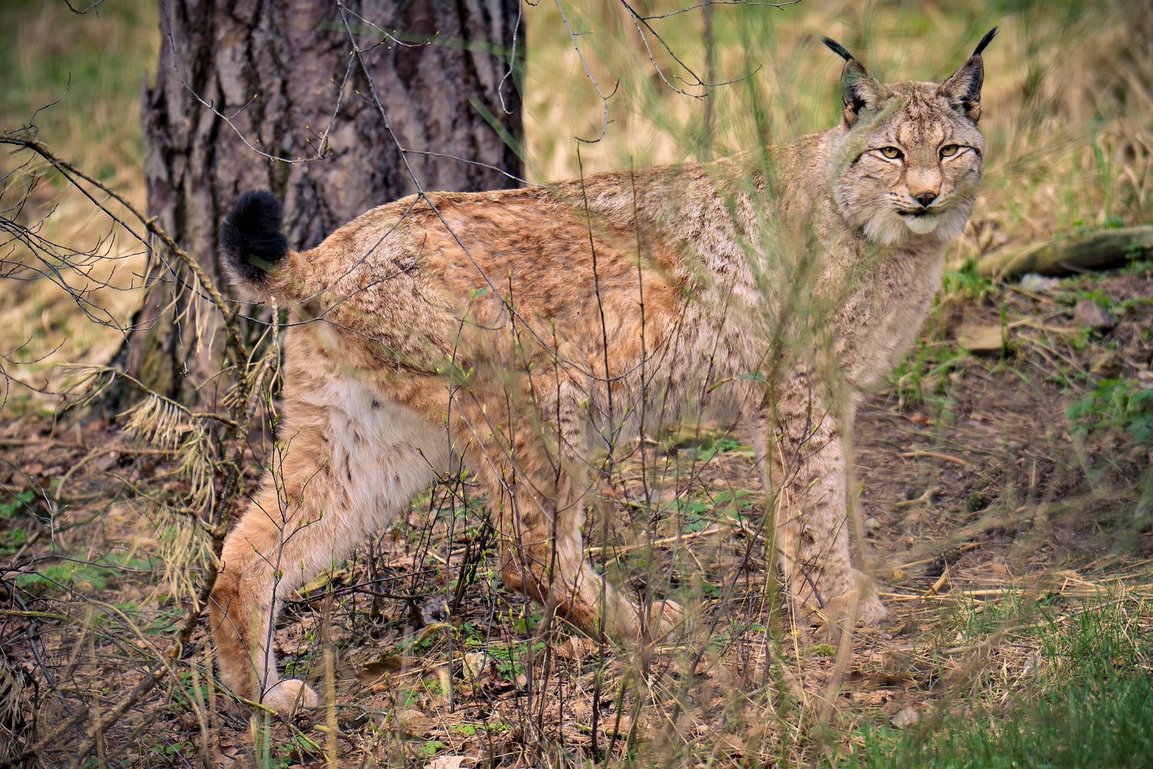 Wildpark Johannesmühle