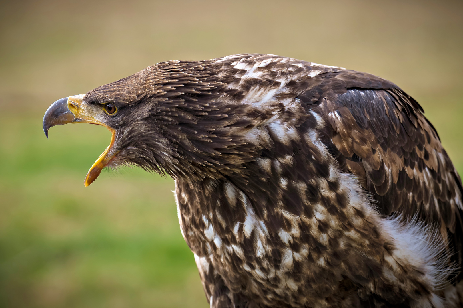 Wildpark Johannesmühle