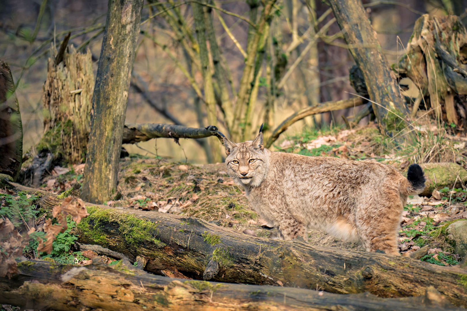 Wildpark Johannesmühle