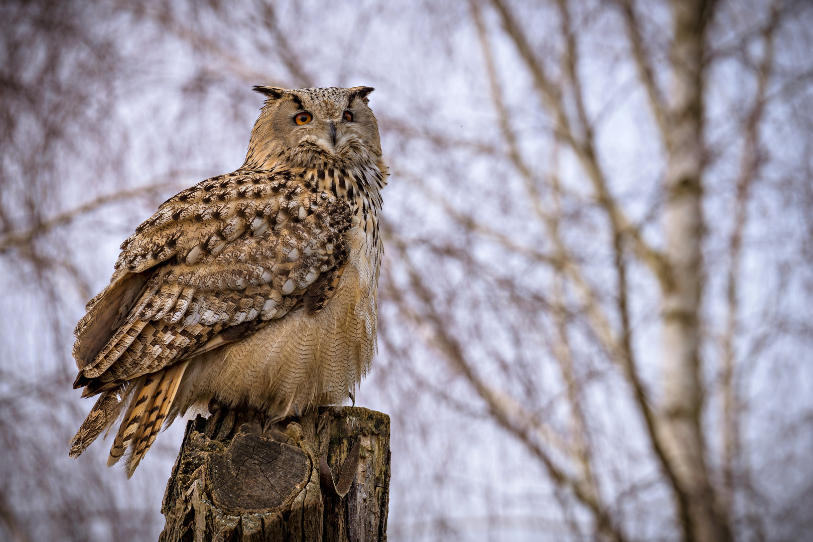 Wildpark Johannesmühle