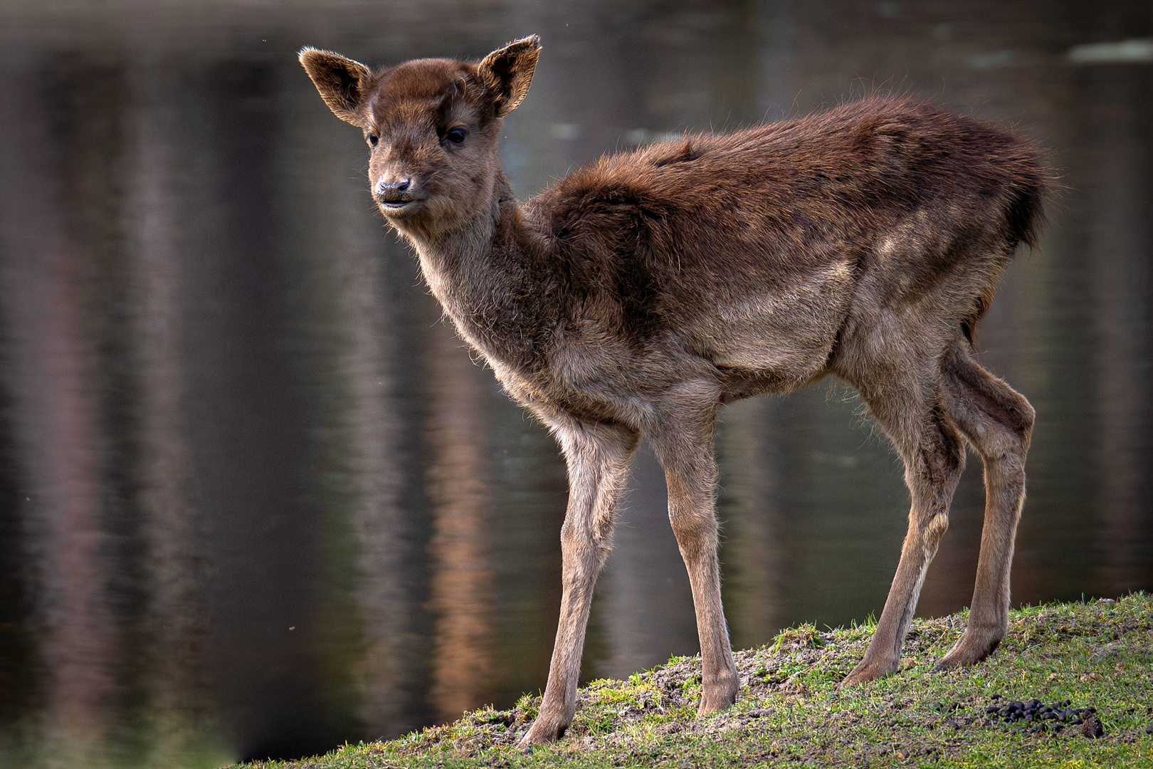 Wildpark Johannesmühle