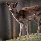 Wildpark Johannesmühle