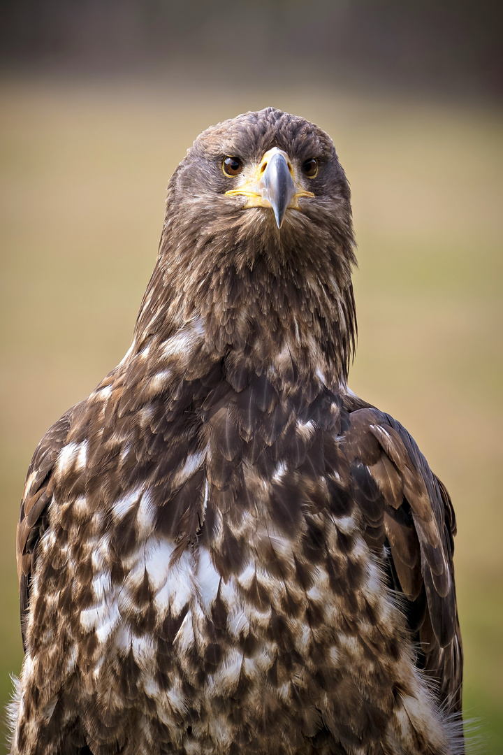 Wildpark Johannesmühle