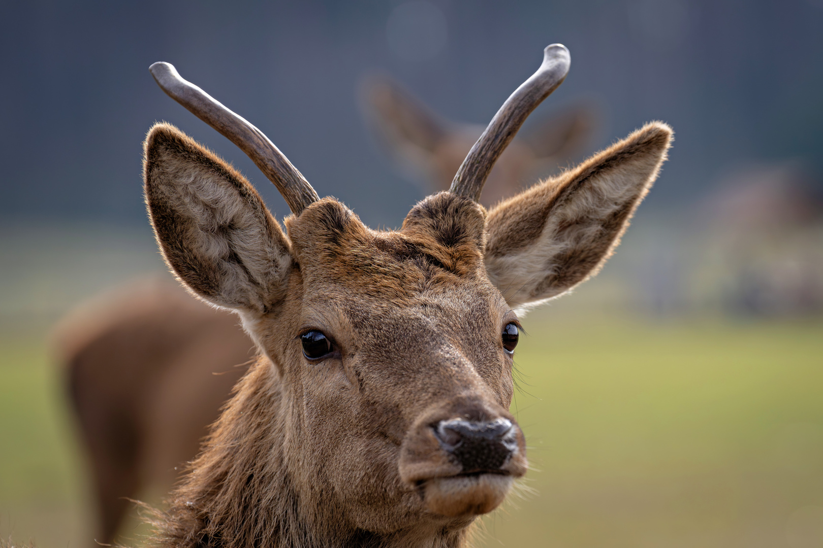 Wildpark Johannesmühle