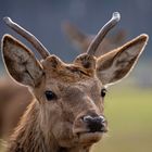 Wildpark Johannesmühle