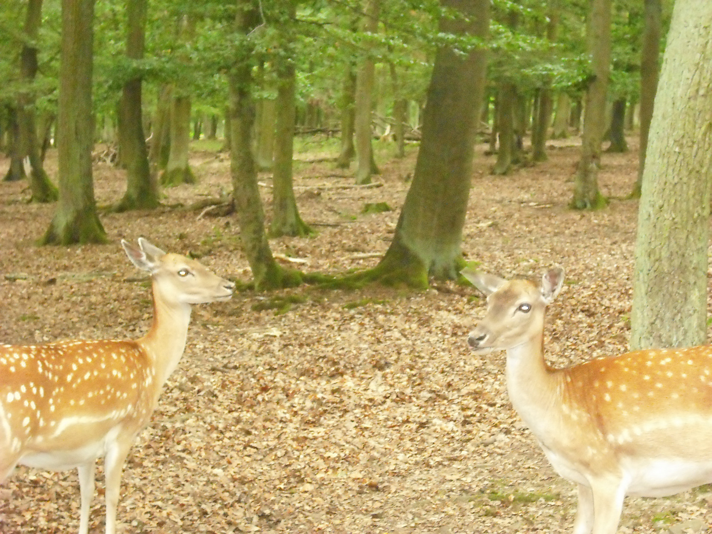 Wildpark Kellerwald